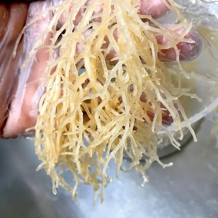 Sea Moss & Manuka Honey - 100%Natural - Handcrafted - Unscented