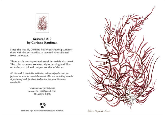 Seaweed Card #19